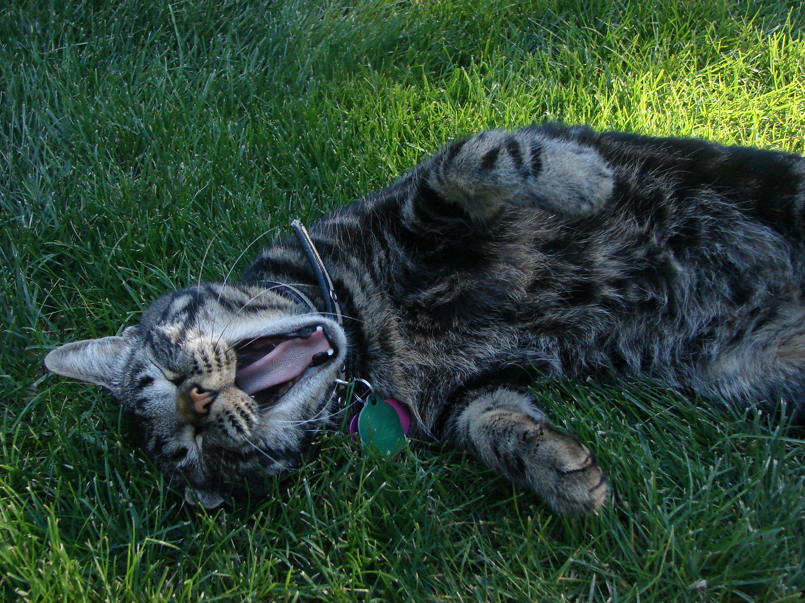 cat yawns while laying down in the grass