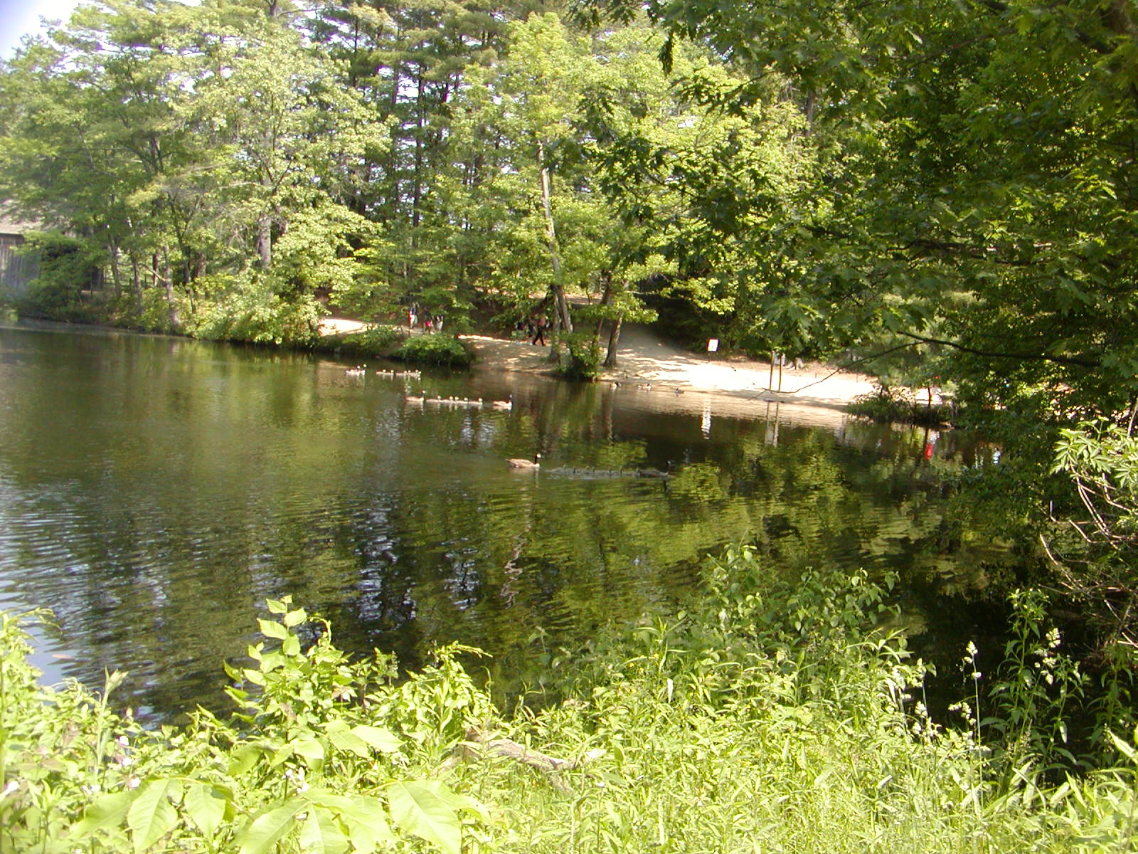 a pond surrounded by lots of trees with green plants
