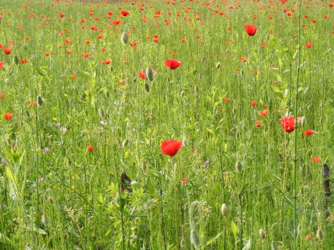 an open field with lots of red poppies