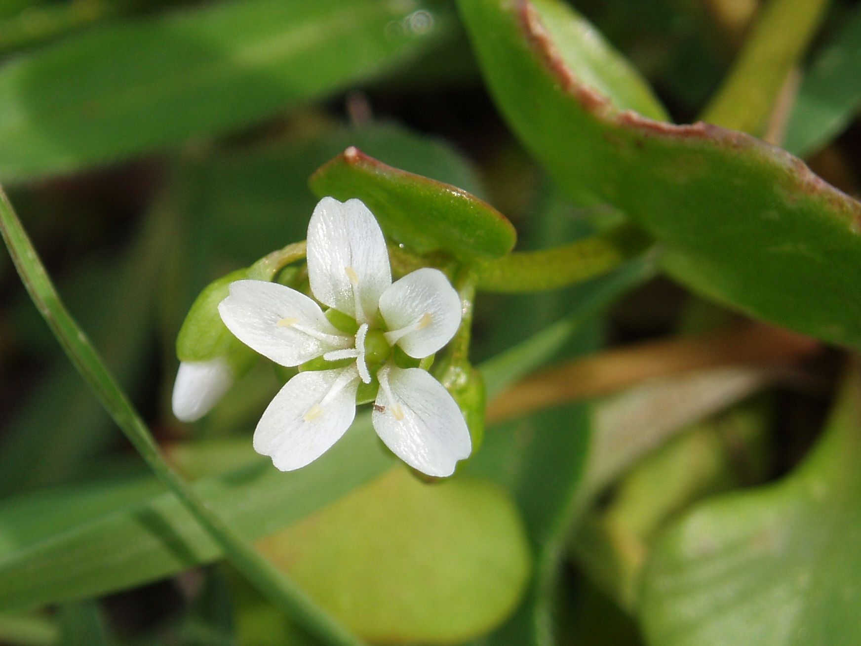 white flowers are sitting on the leaves of a plant