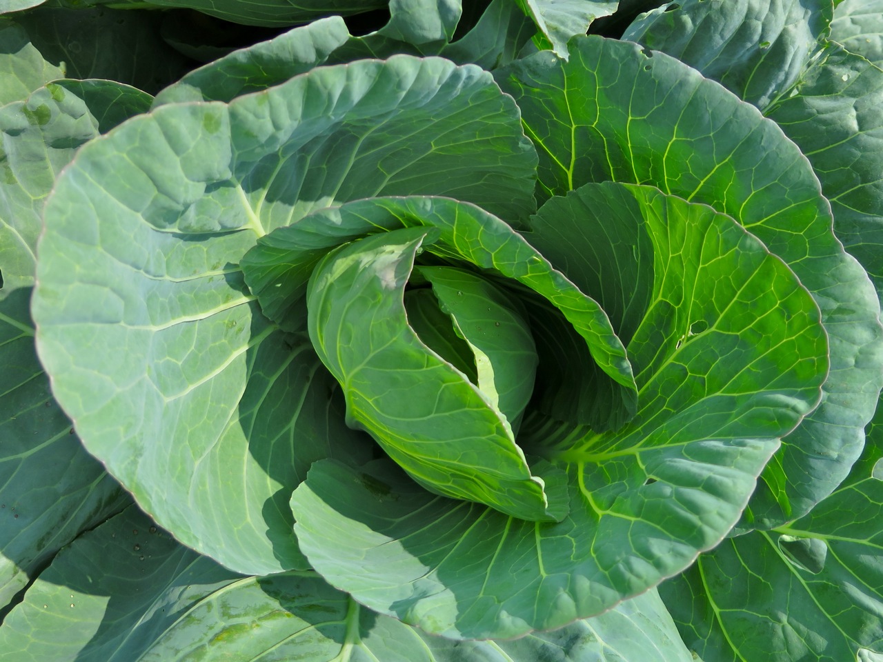 closeup of a green cabbage plant in the ground