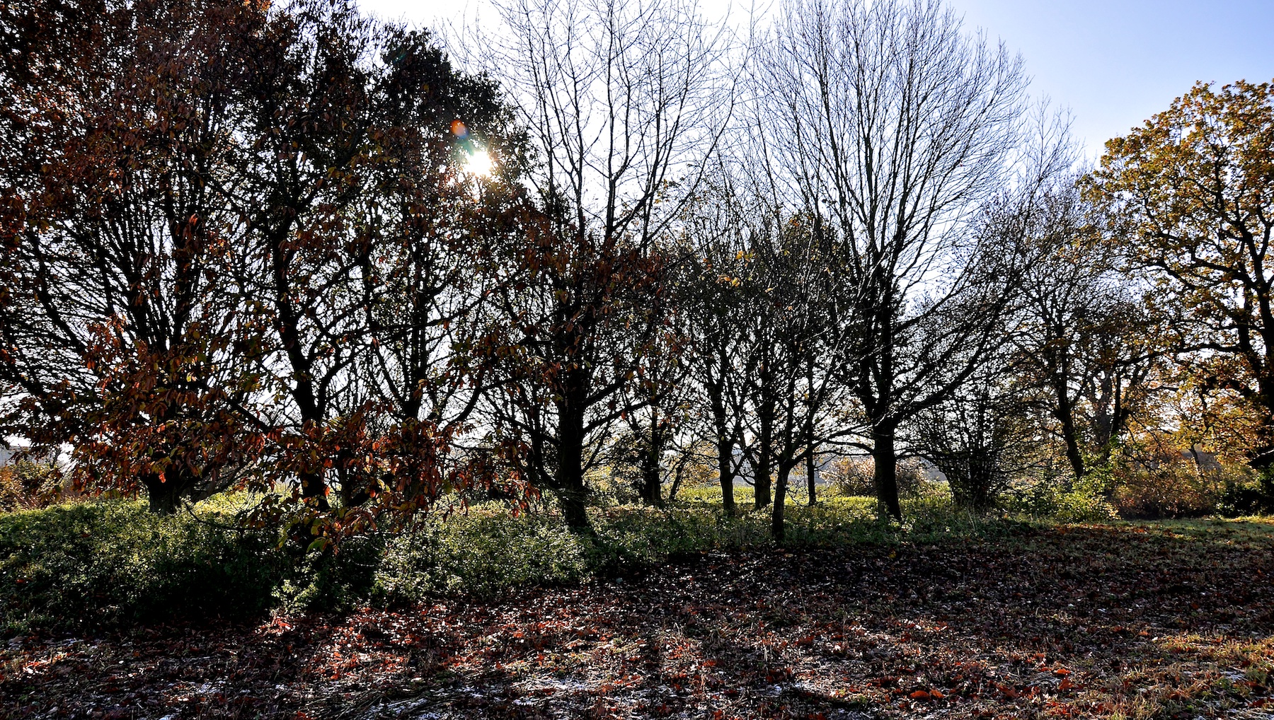 the sun is shining behind some trees with leaves on them