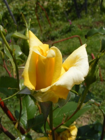 yellow flower budding in a green field