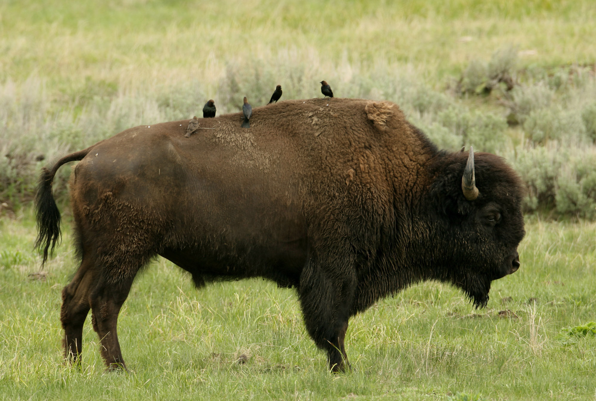 birds sit on top of a large bull in a field