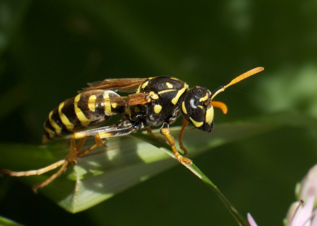 a large yellow and black insect standing on a leaf