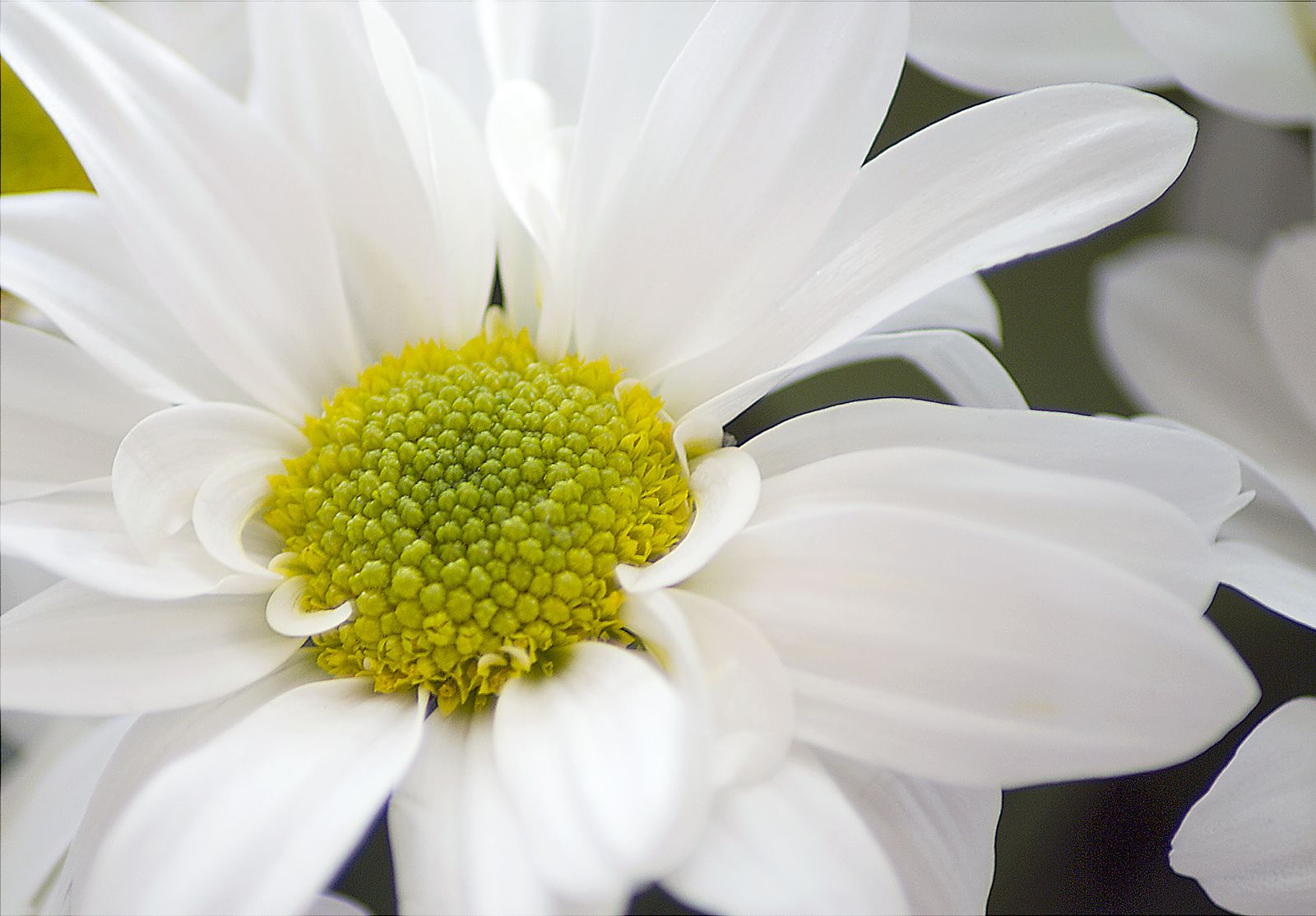 white daisy with yellow center sits in a bunch of other daisies