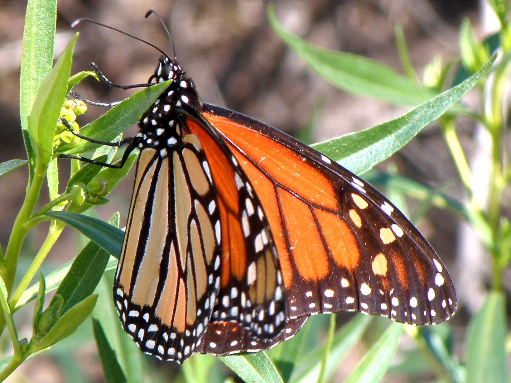 an orange erfly sits on a green leaf