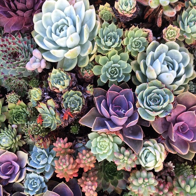 colorful succulent plants, many with purple and green ones