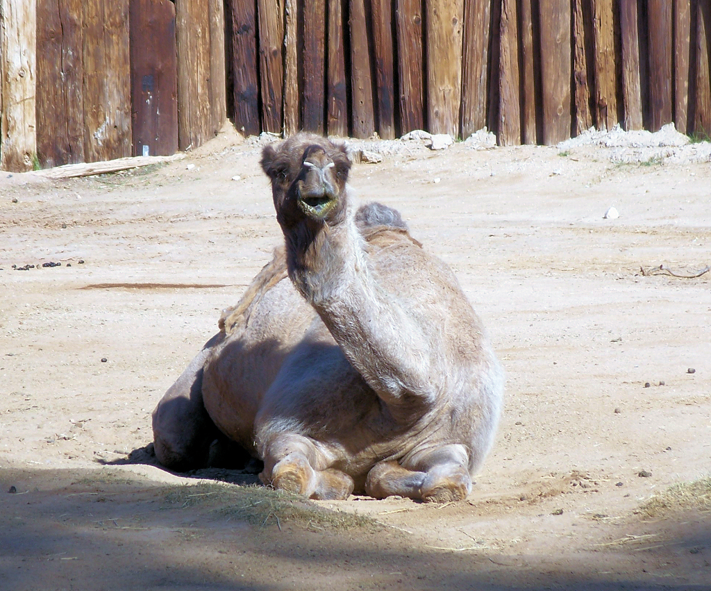 the camel is sitting down outside on the ground