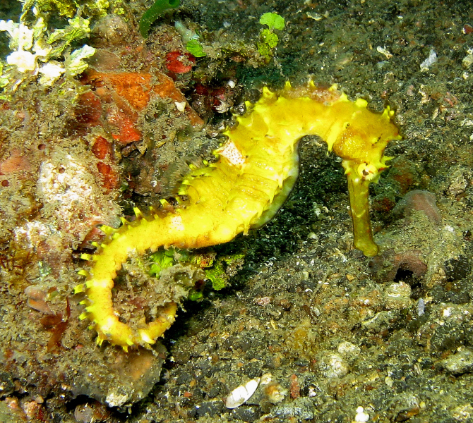 a sea slug that is on the ground