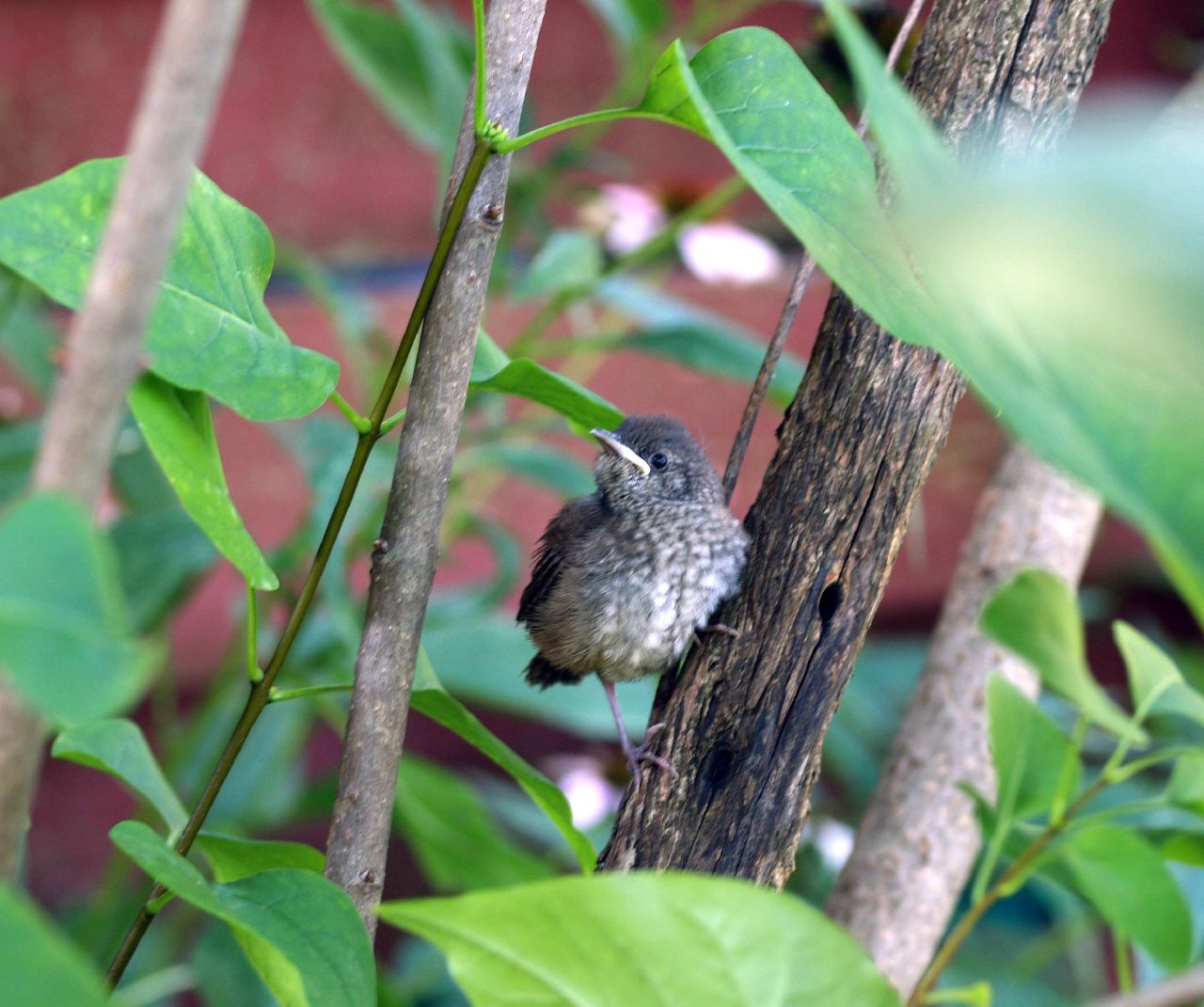 a small bird is perched on a thin nch