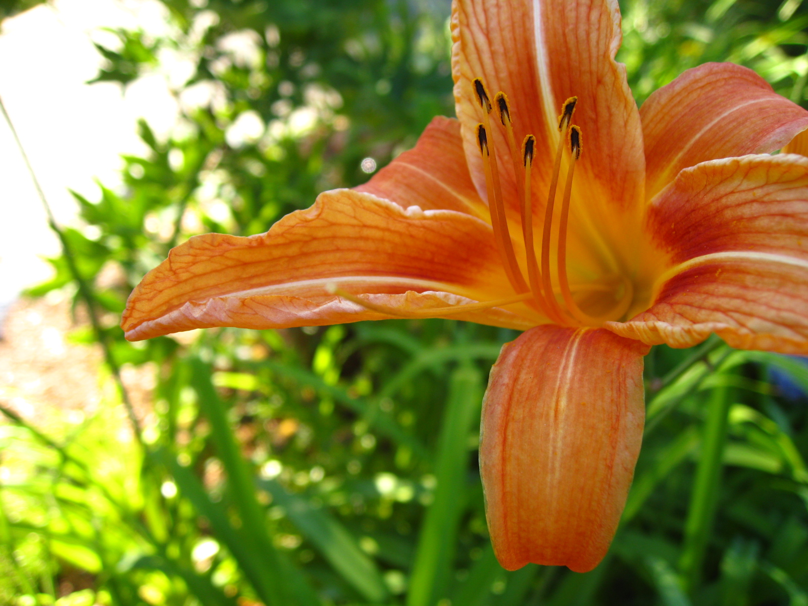 a large orange flower with long stems in the grass