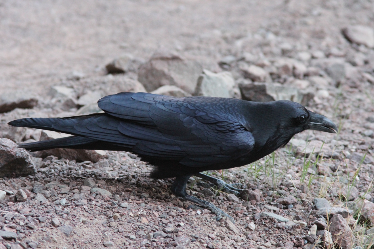 a crow in the grass and rocks on a field