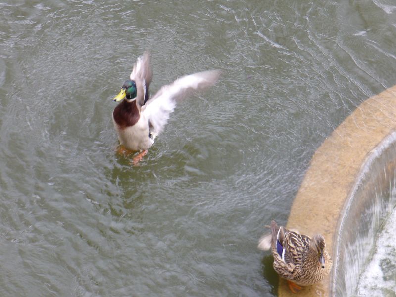 two ducks that are swimming in the water