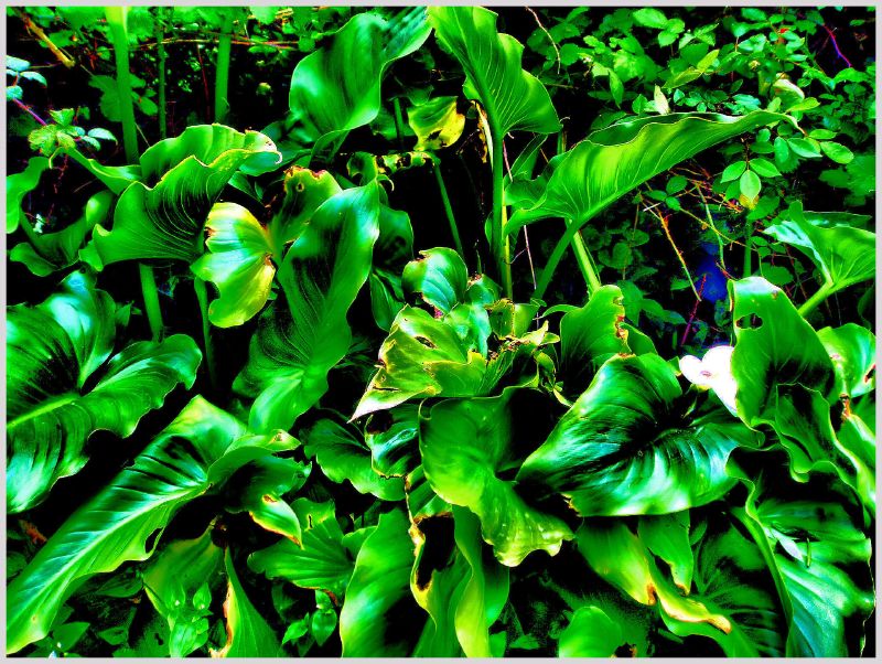 lots of green plants growing around each other