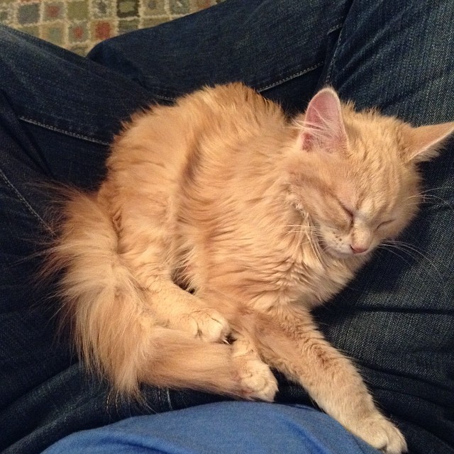 a cat sleeping on someones lap on a couch
