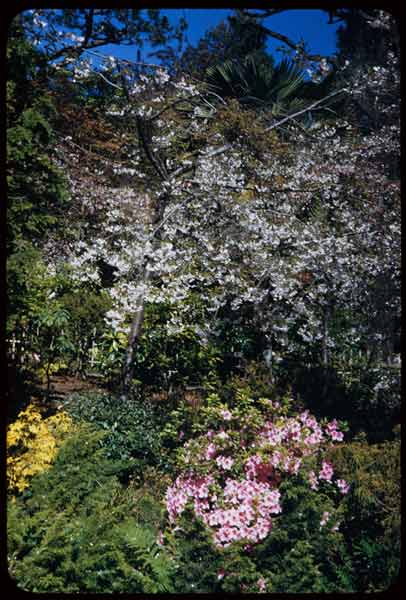 blooming tree with pink and white flowers in full bloom