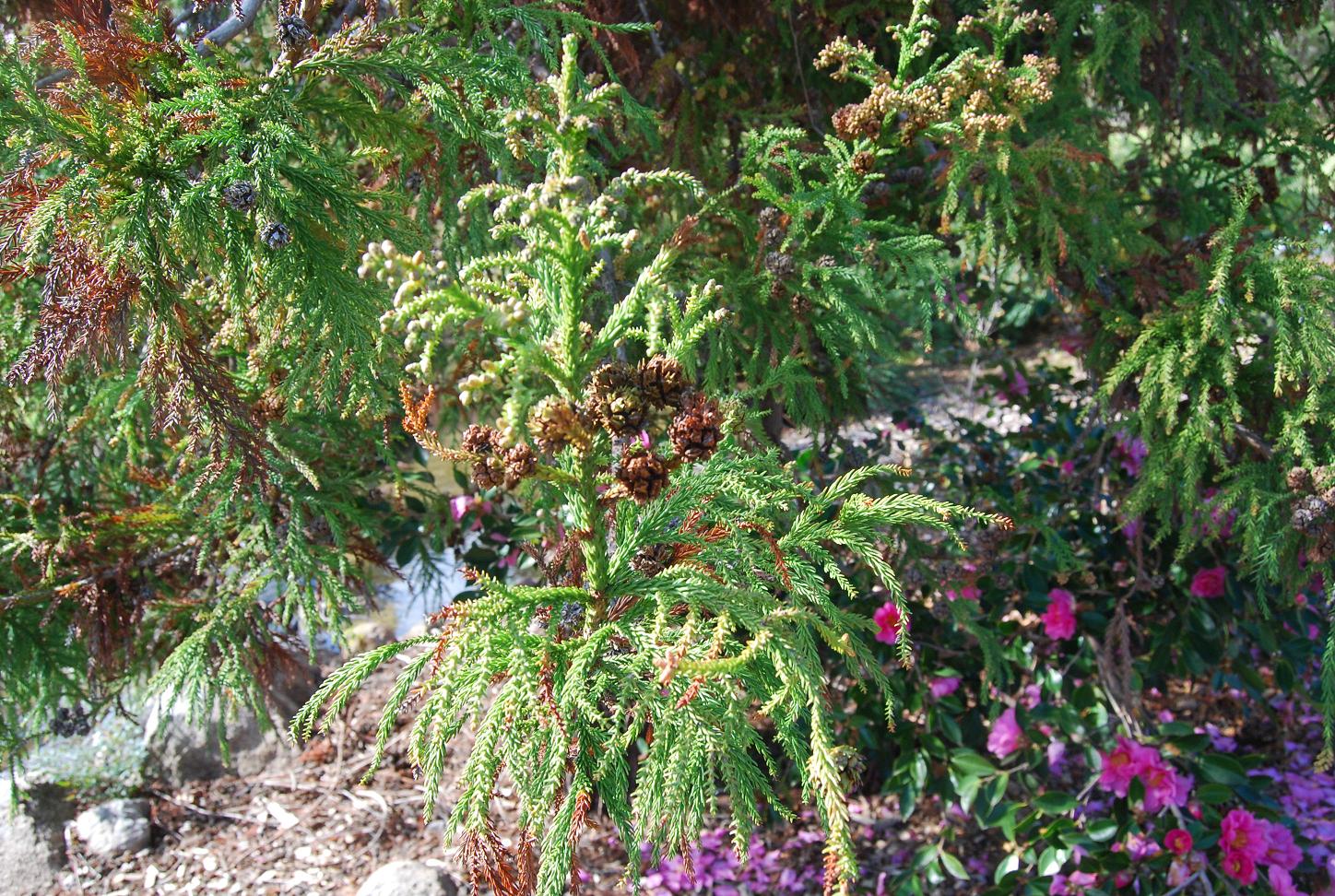 pine and other trees in bloom next to a path