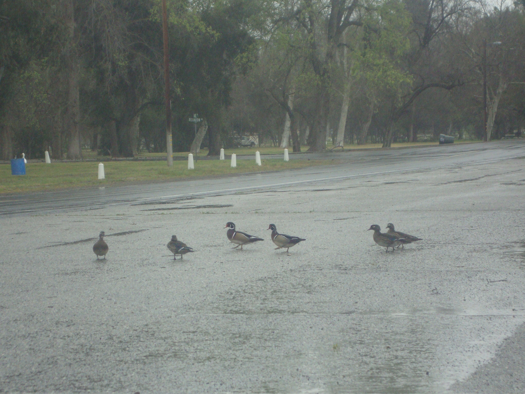 there are four birds walking along the street together