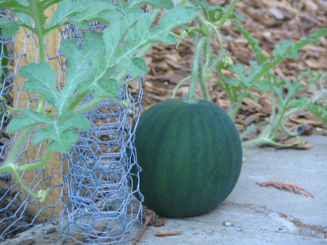 a green squash with an object behind it