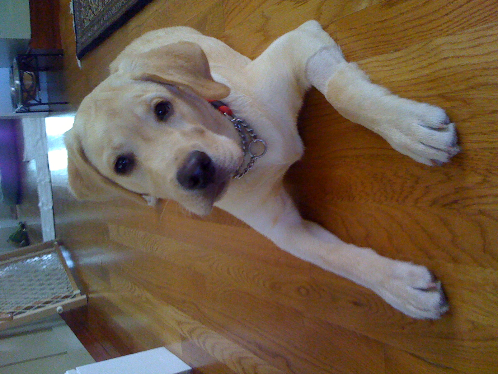 yellow lab laying on the wood floor looking at camera