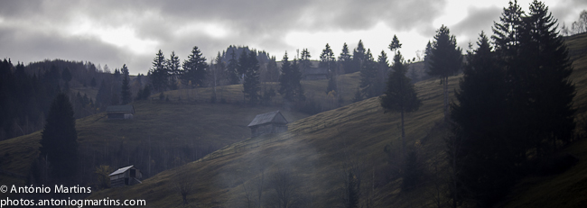 the house on the hill is surrounded by tall trees