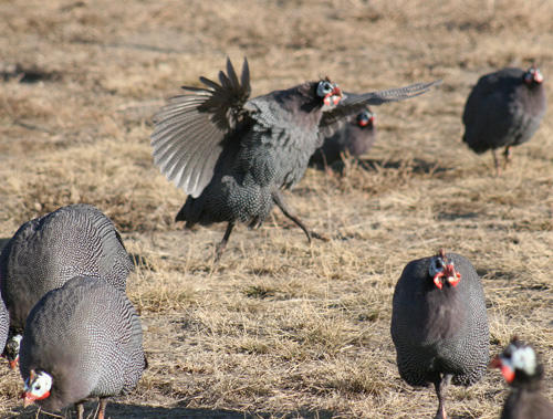 a group of black birds in a grassy field