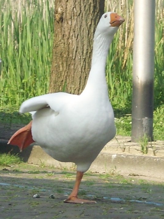 a white duck standing in front of a tree