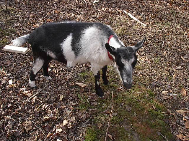 the small goat is standing in a field with green grass