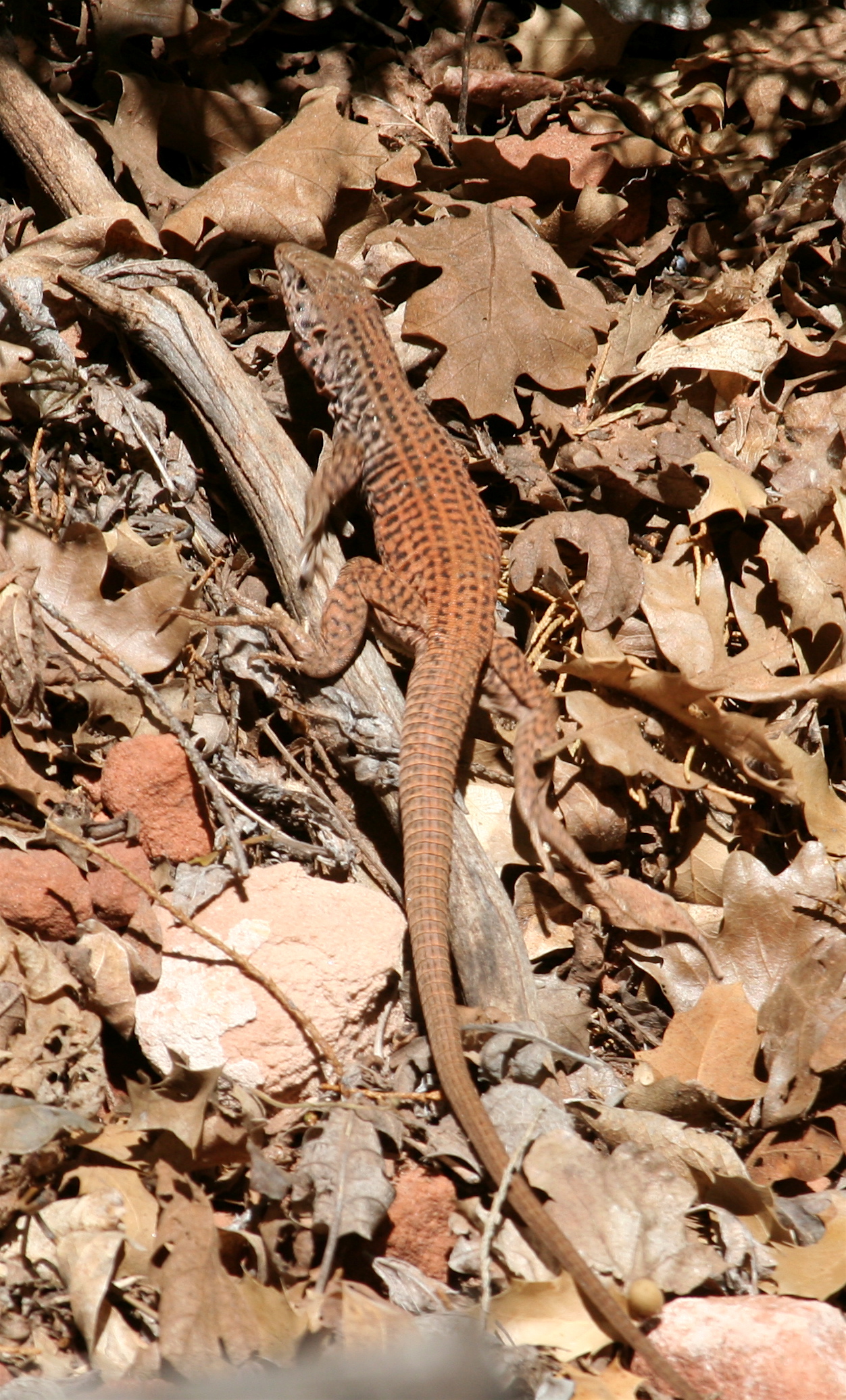 a lizard sits on the ground surrounded by leaves