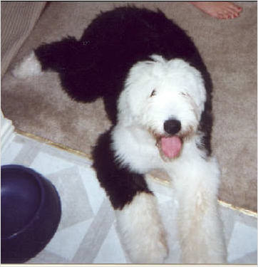 a small white and black dog on a rug