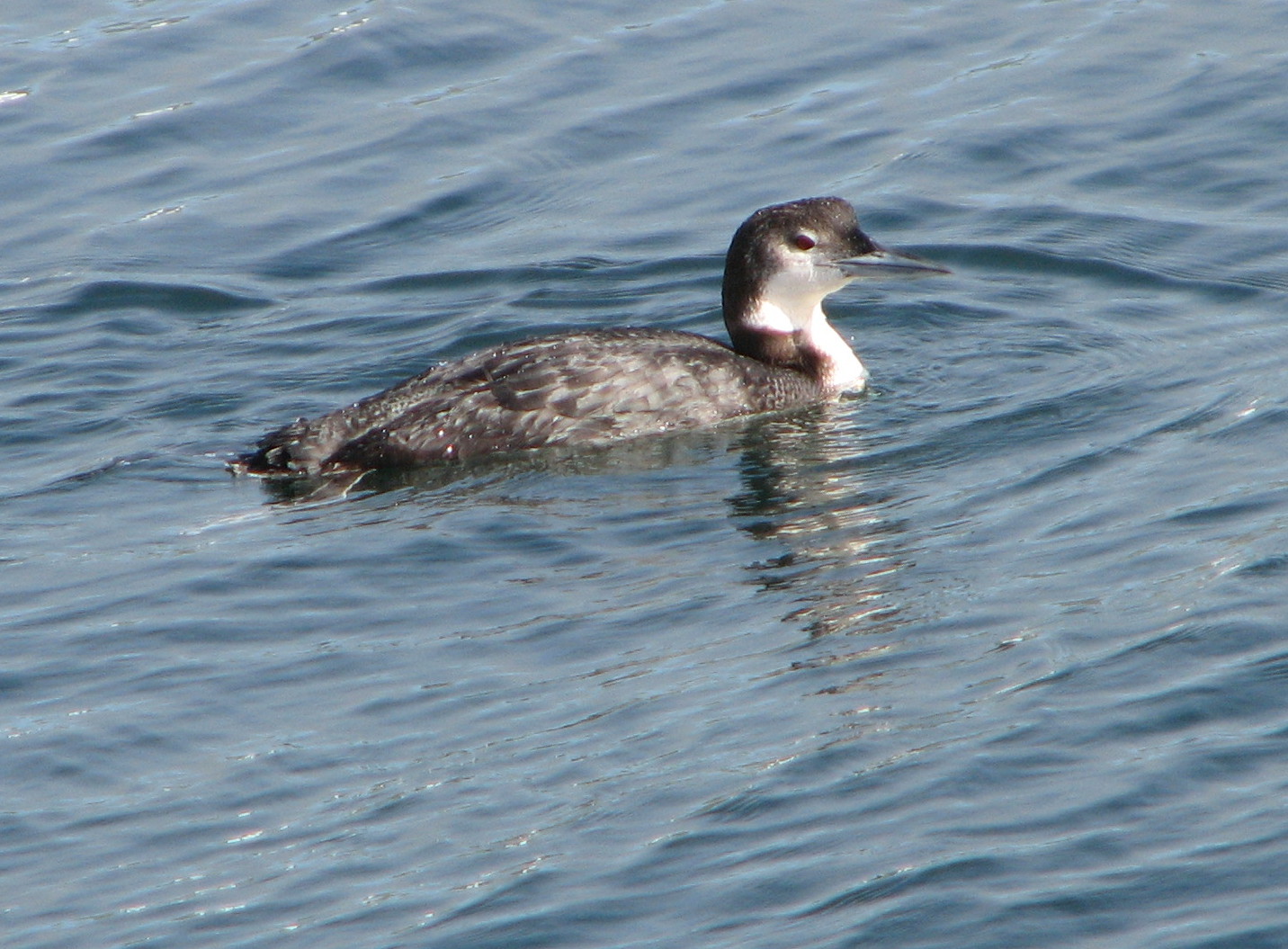 a duck floating in the middle of water