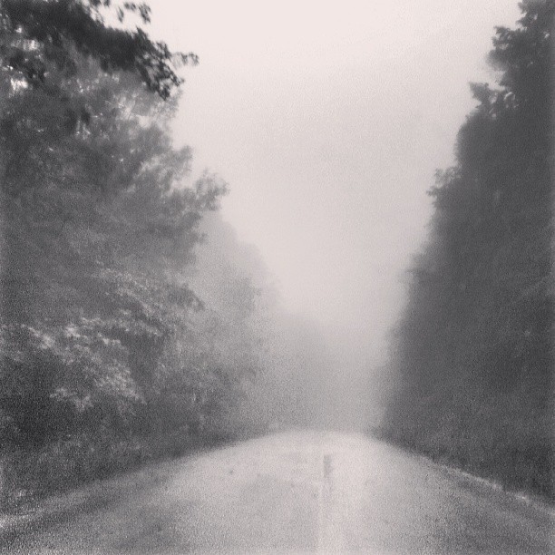 a foggy day on the road, with trees lining both sides