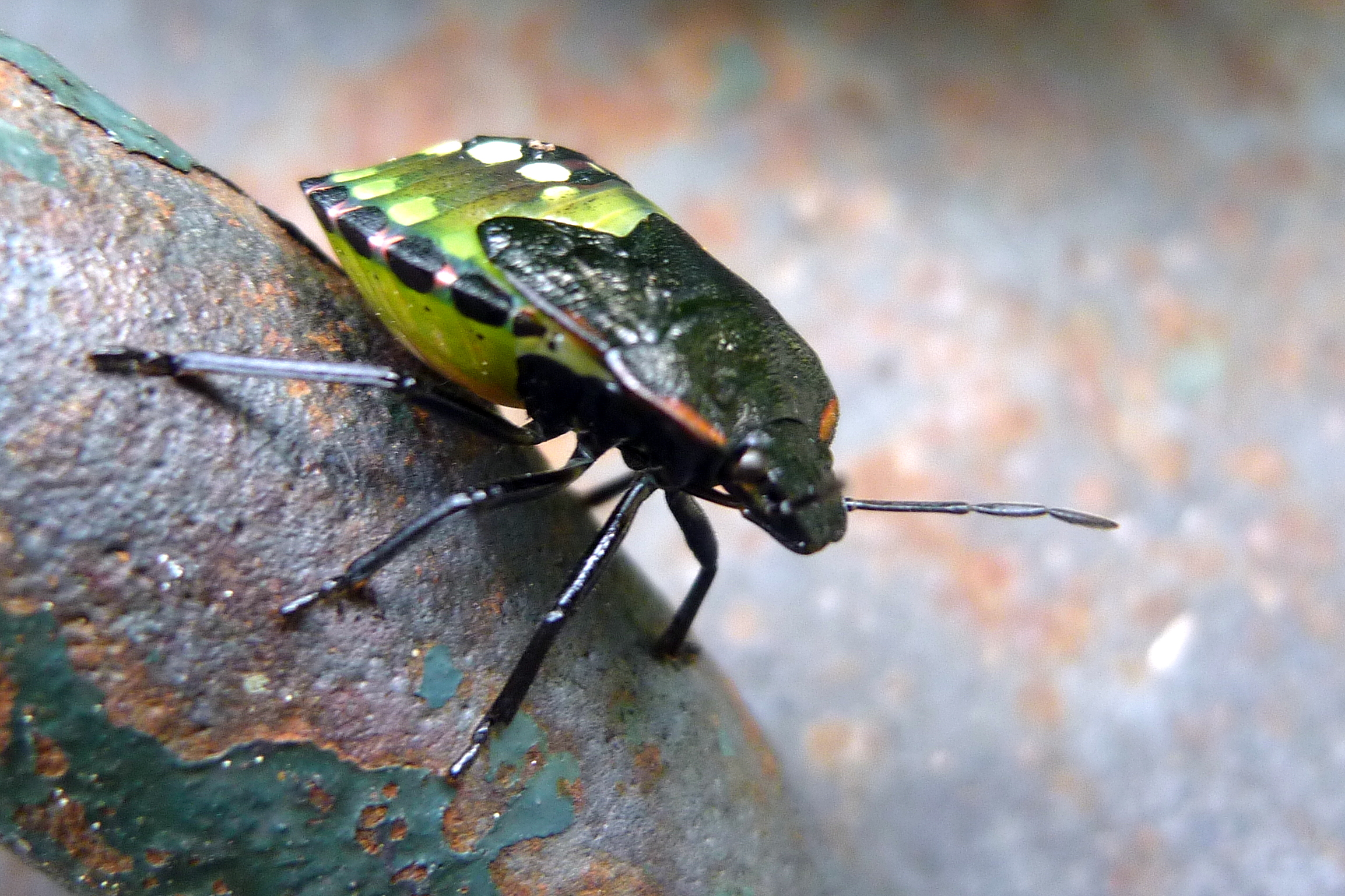 a colorful insect that is sitting on a leaf