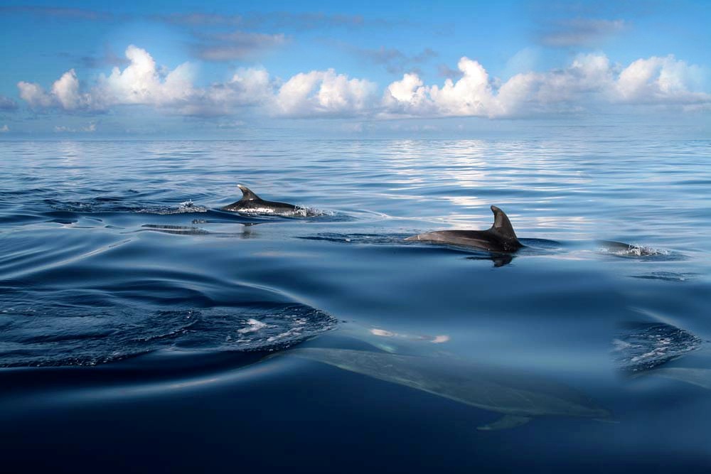 a couple of dolphins swimming across the ocean