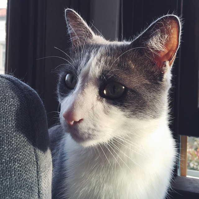 a close up view of a cat near some windows