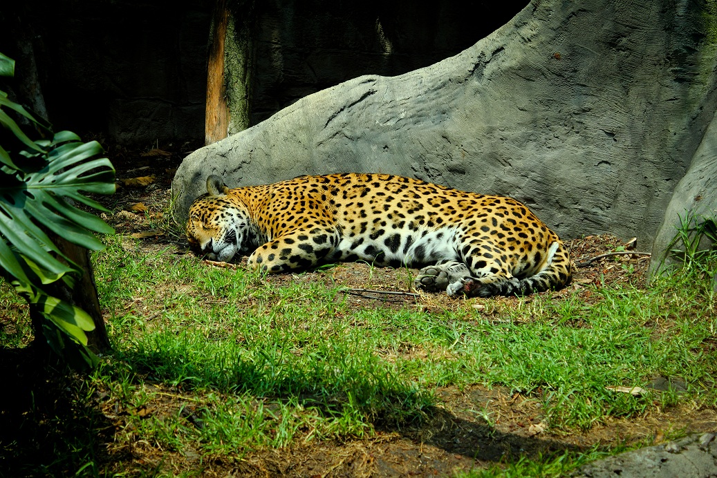 a large leopard lying on top of green grass