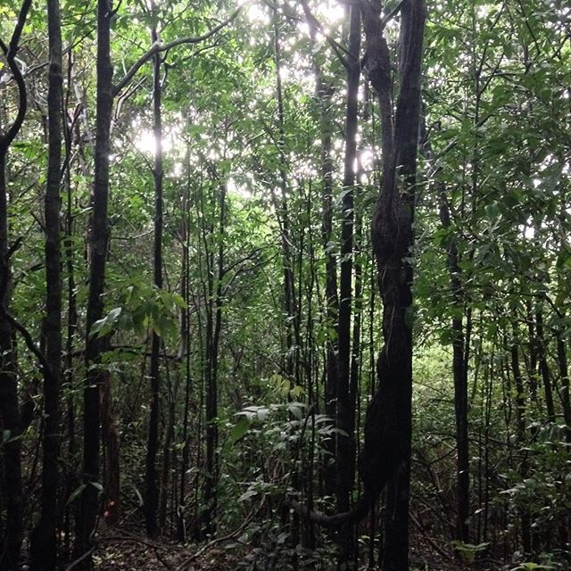 the sun shines through the leaves on trees in a forest