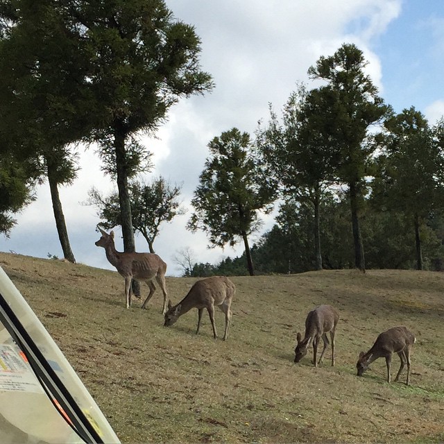 several deer standing on a grass covered hillside