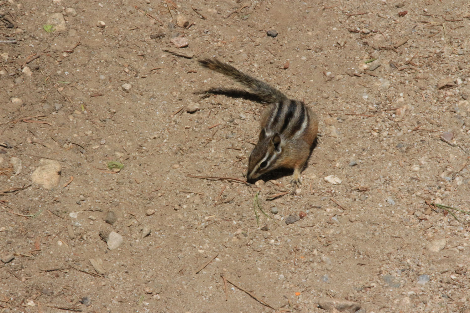 a chipper chipper walking on the ground