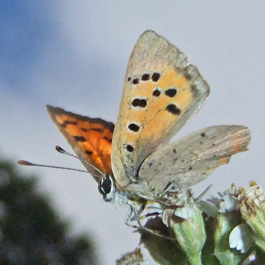 a large, brown and white erfly sits on top of a flower