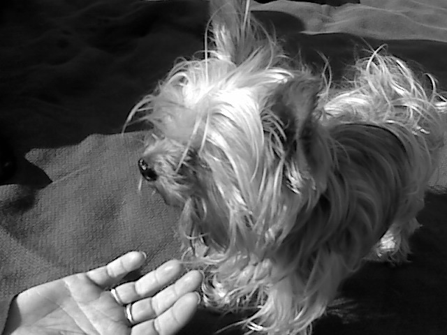 black and white pograph of dog playing with hand
