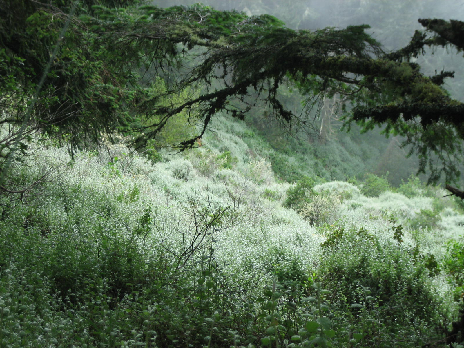 an evergreen and some plants on a hill