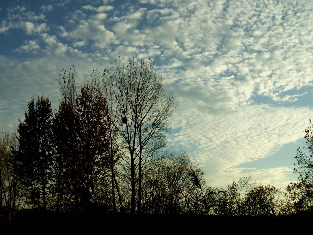 the trees are silhouetted against a cloudy sky