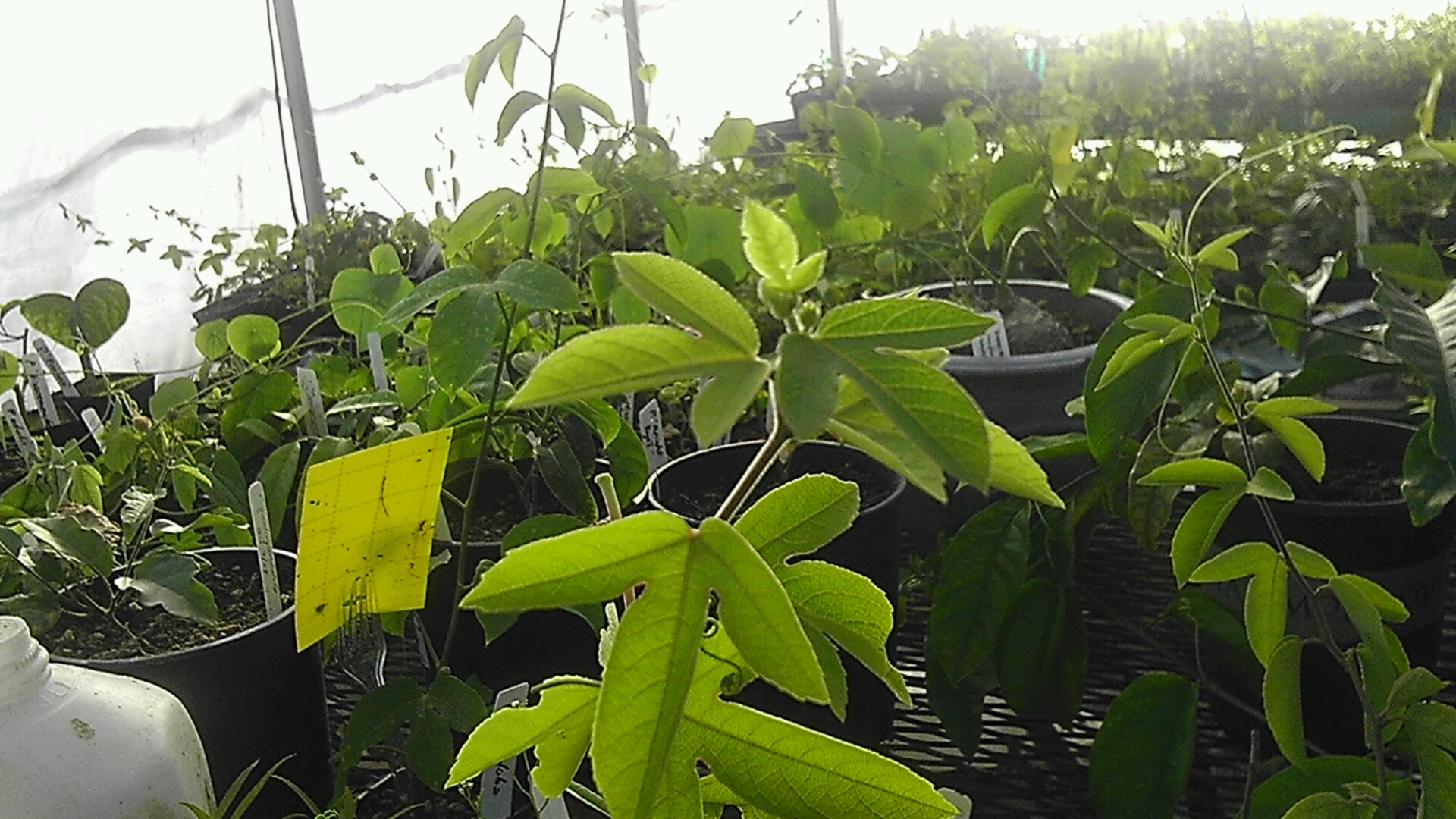 a bunch of green plants in a room