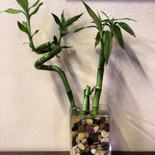 a vase filled with stones and green leaves