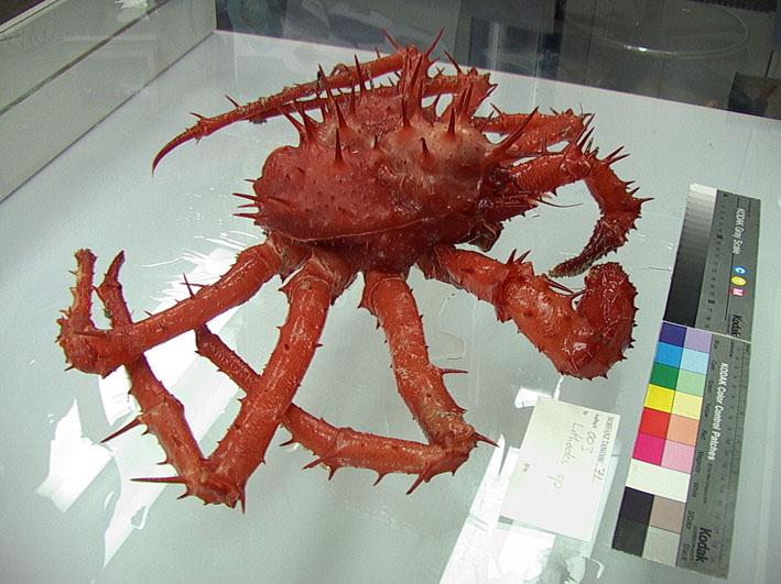the crust of a crab is displayed in a glass case