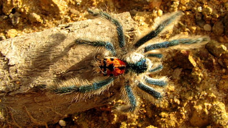 this is a spider that is walking on a wood