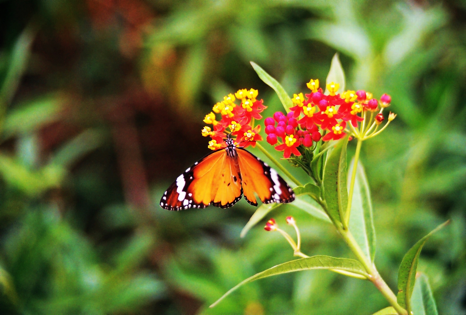 a erfly on a colorful flower in a green garden