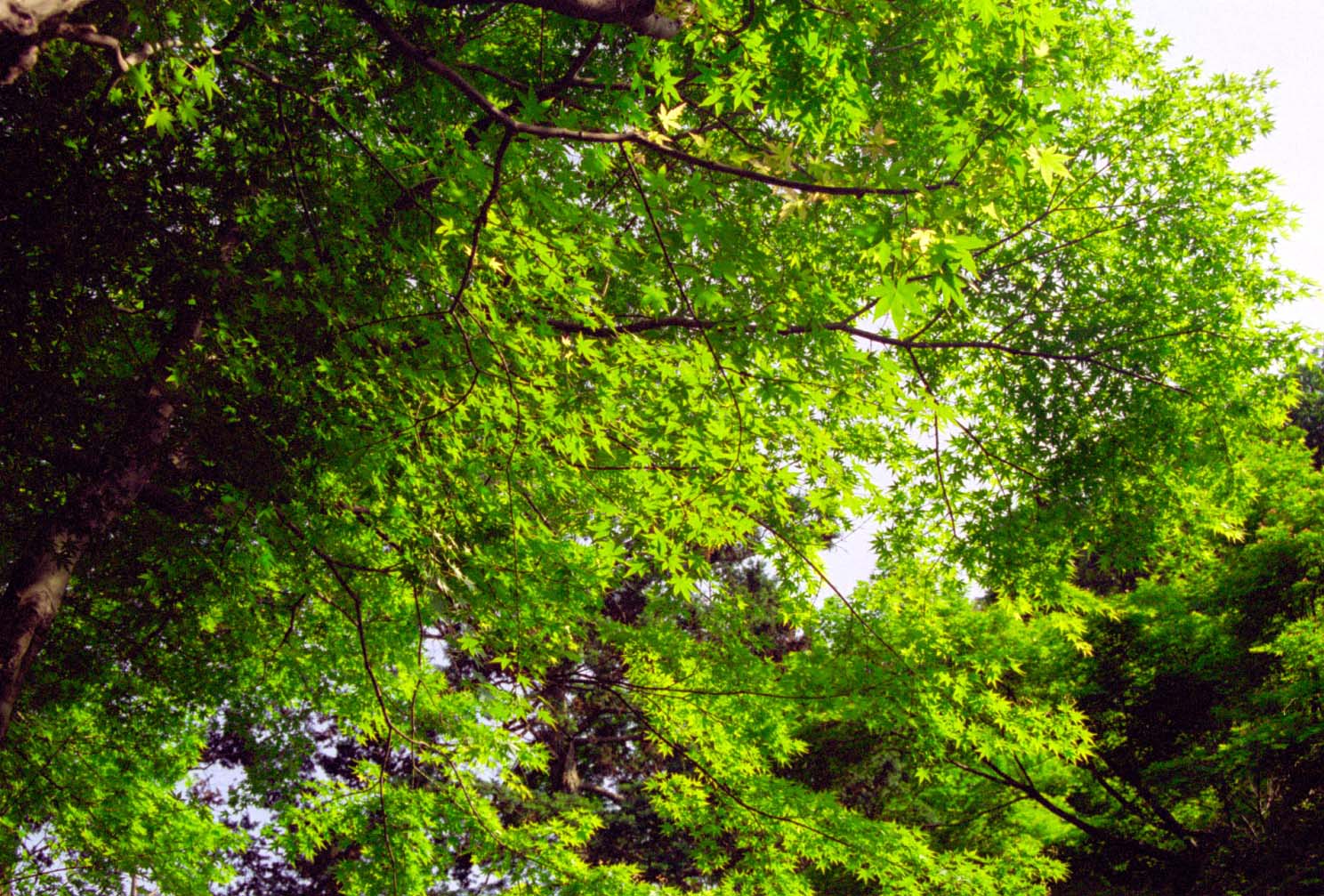 a bench near many trees with green foliage